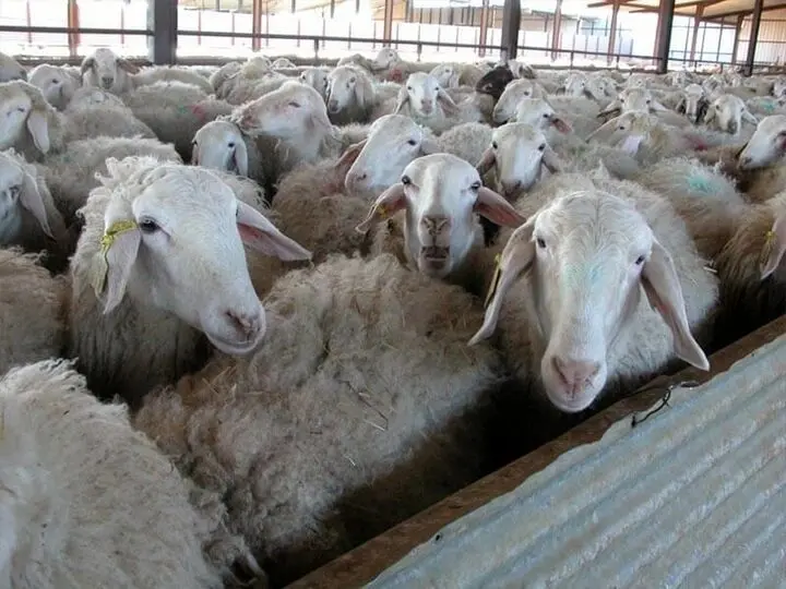 قیمت گوسفند